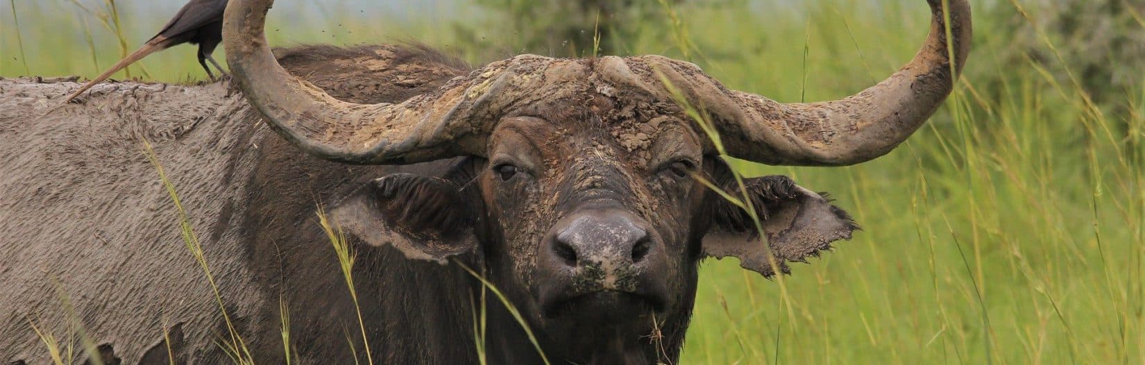 Migration Masaai Mara Geroget 3