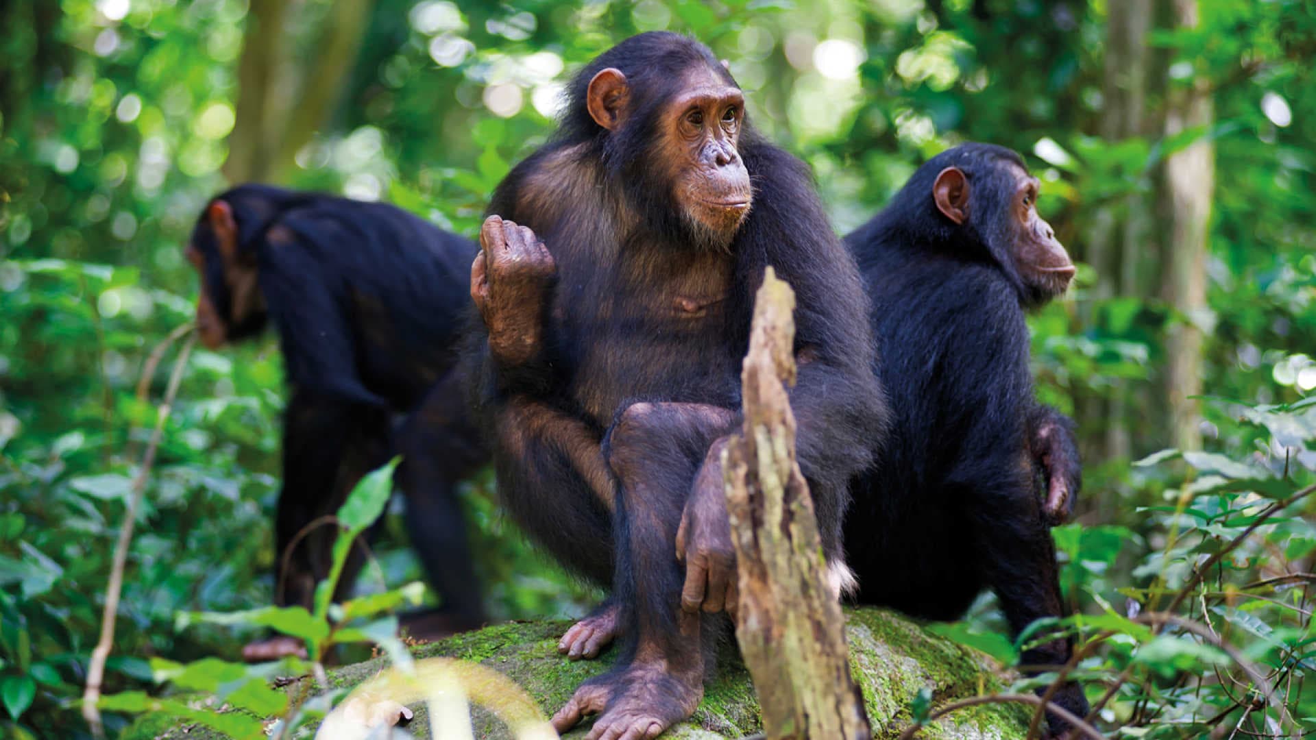 Chimpanzee trekking 