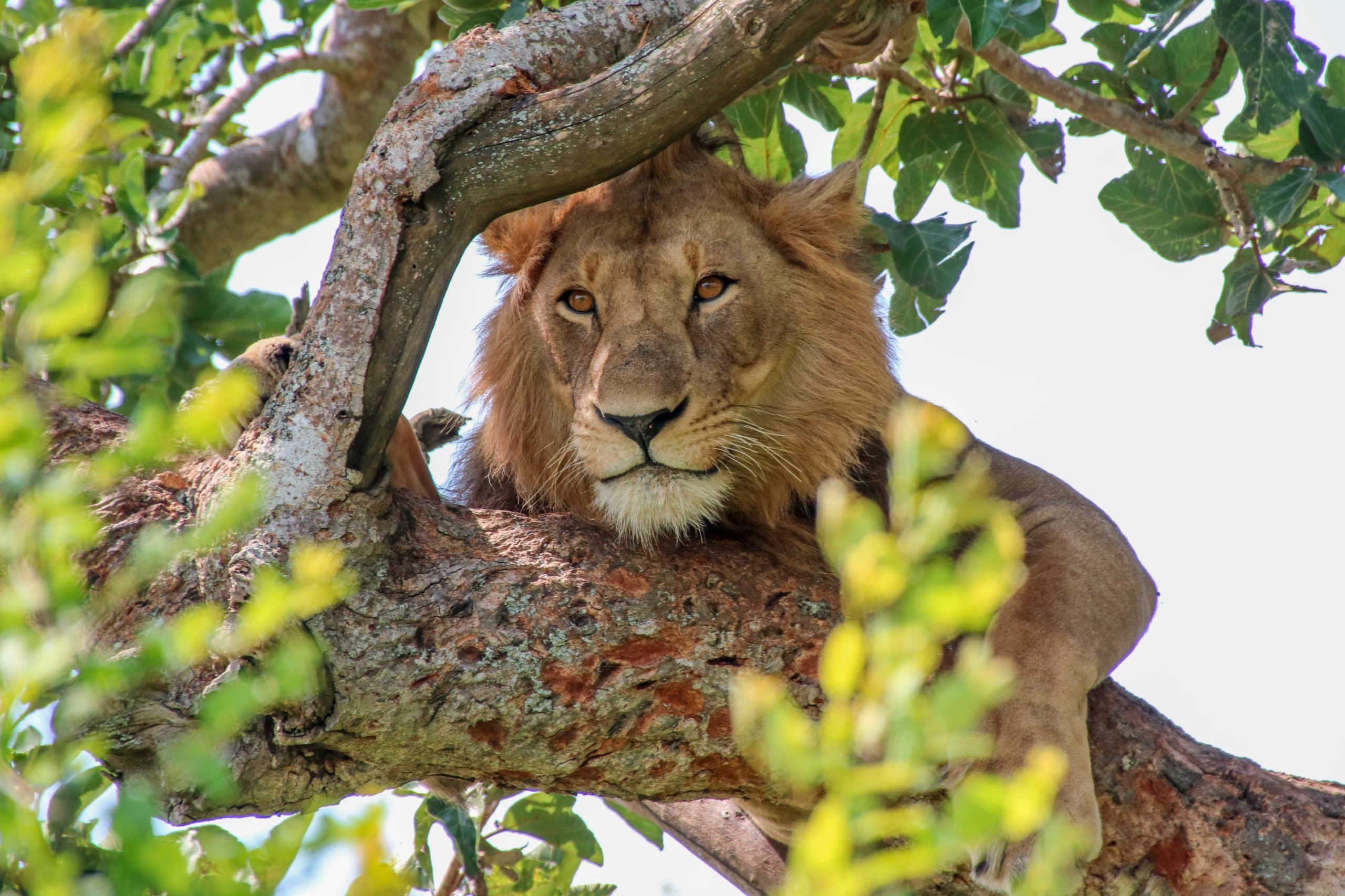 climbing lion