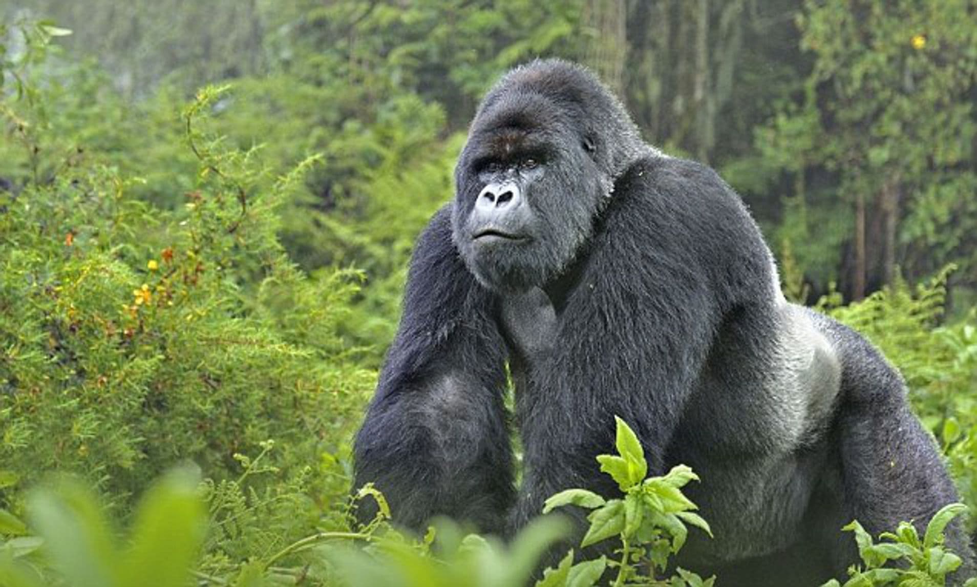 silverback gorilla