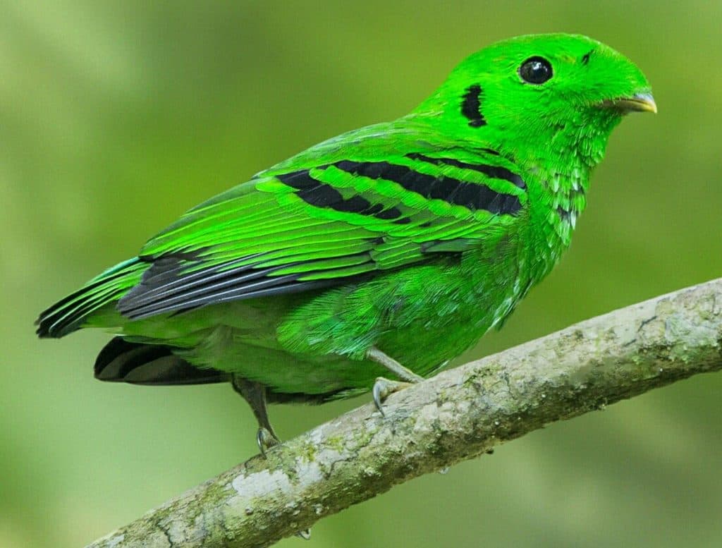 green bird