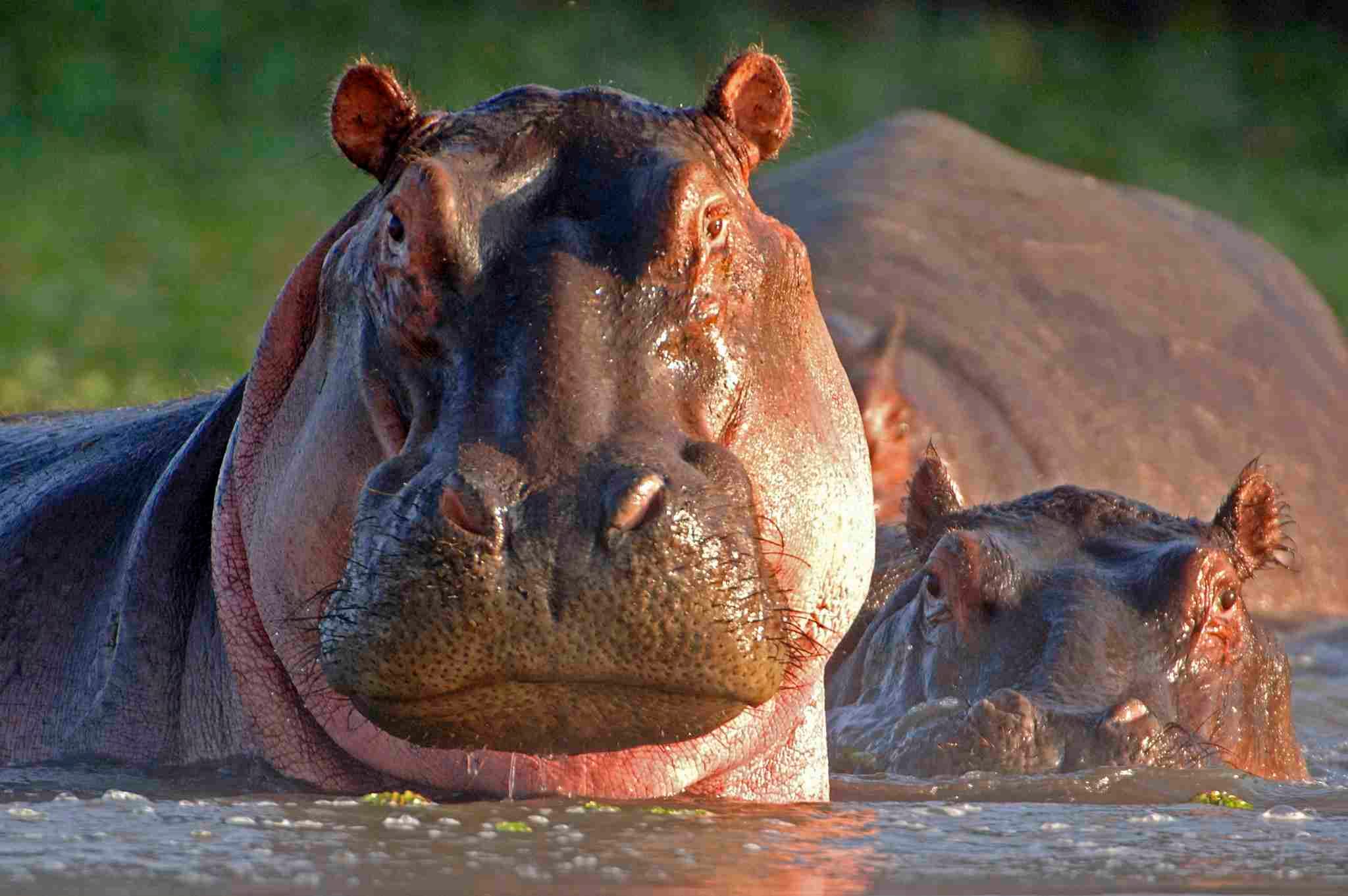 hippos