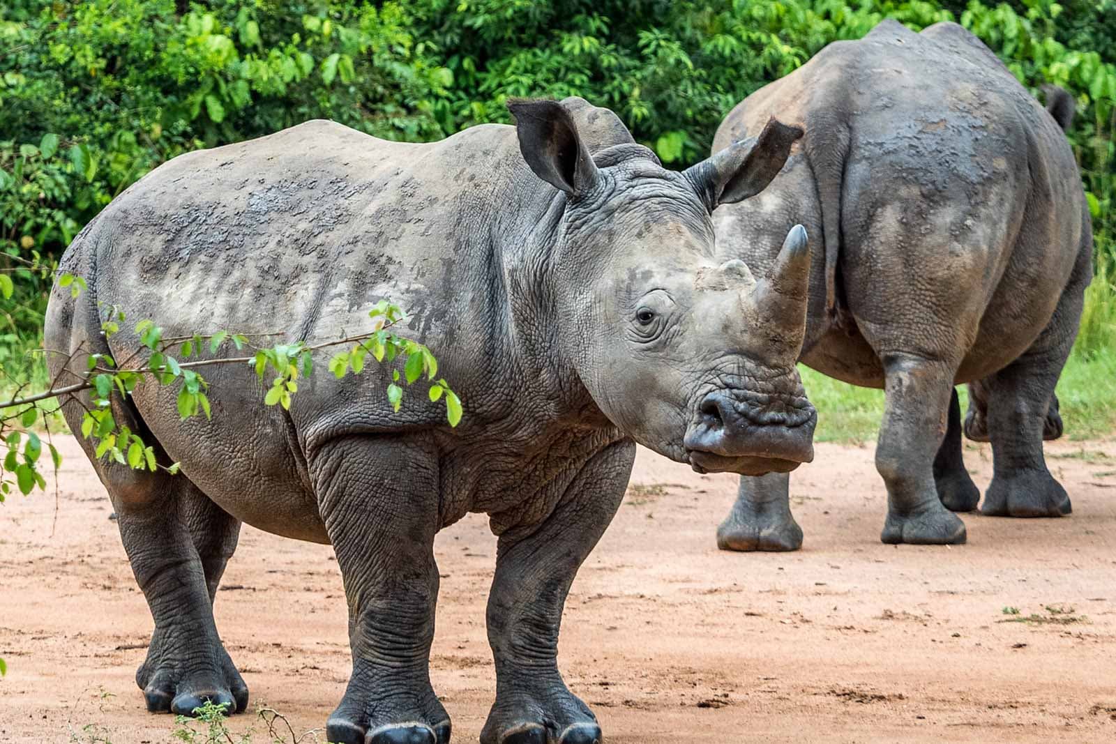 Rhinos