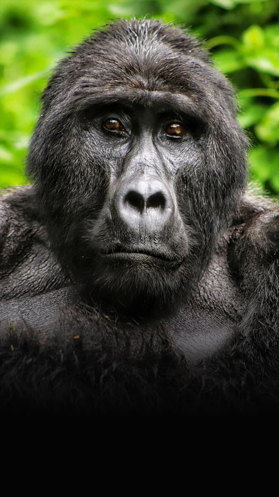 gorilla