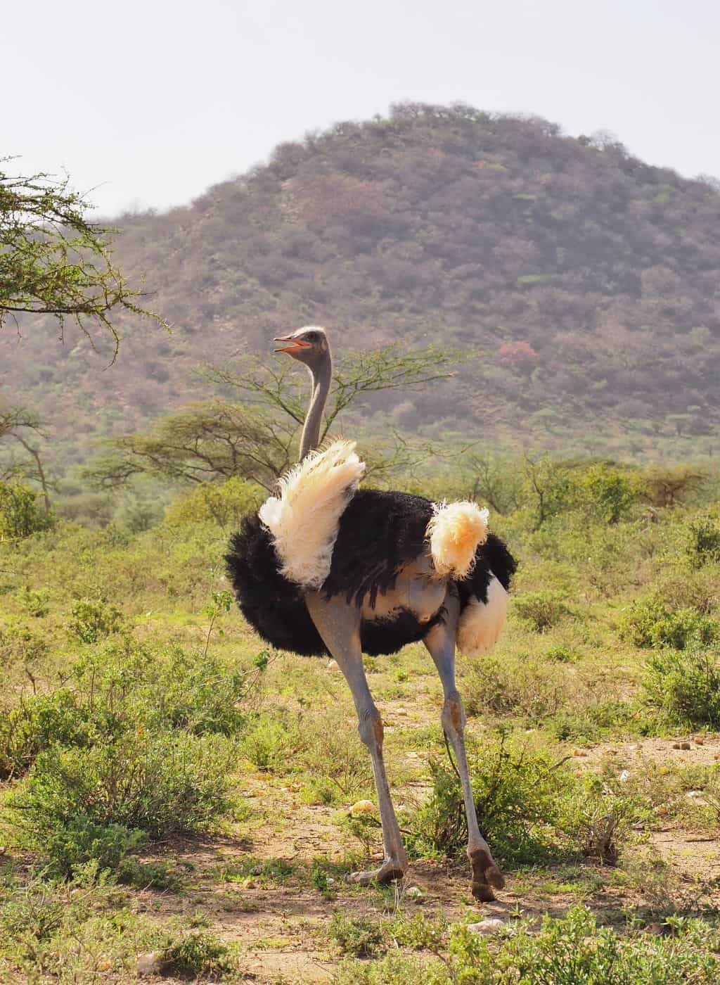 Northern Kenya safari