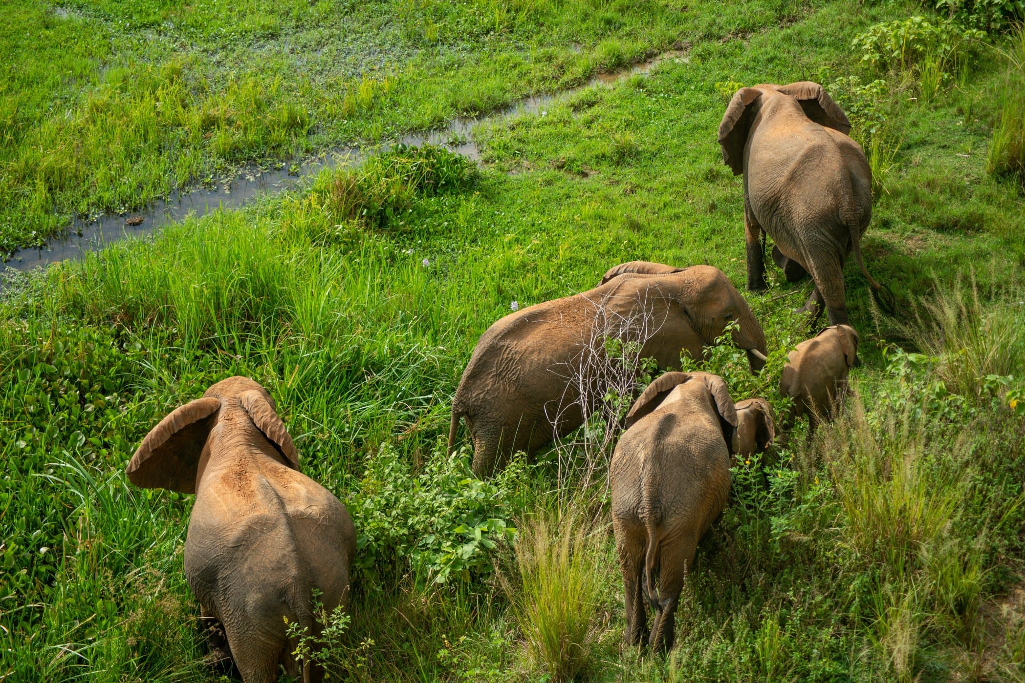 elephant