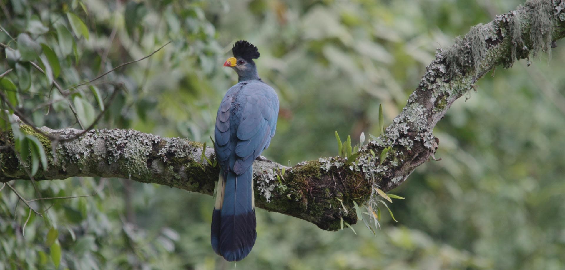 Many bird species