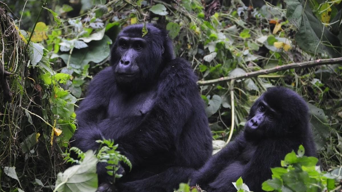 Mountain gorillas