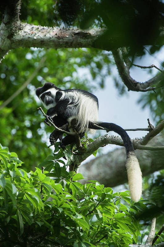 White and black colobus monkeys