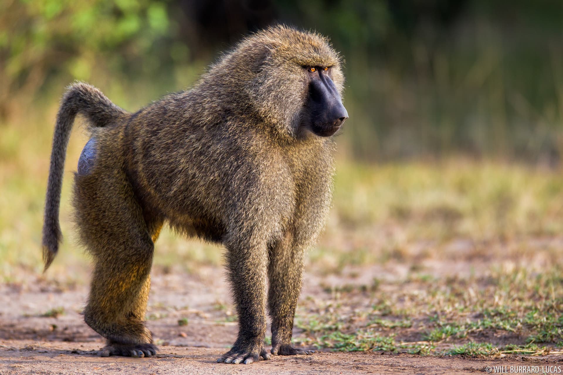 Olive Baboon