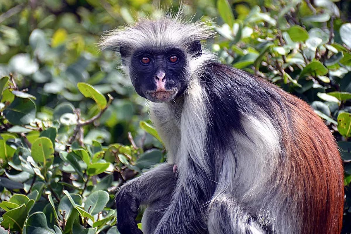 red colobus monkeys