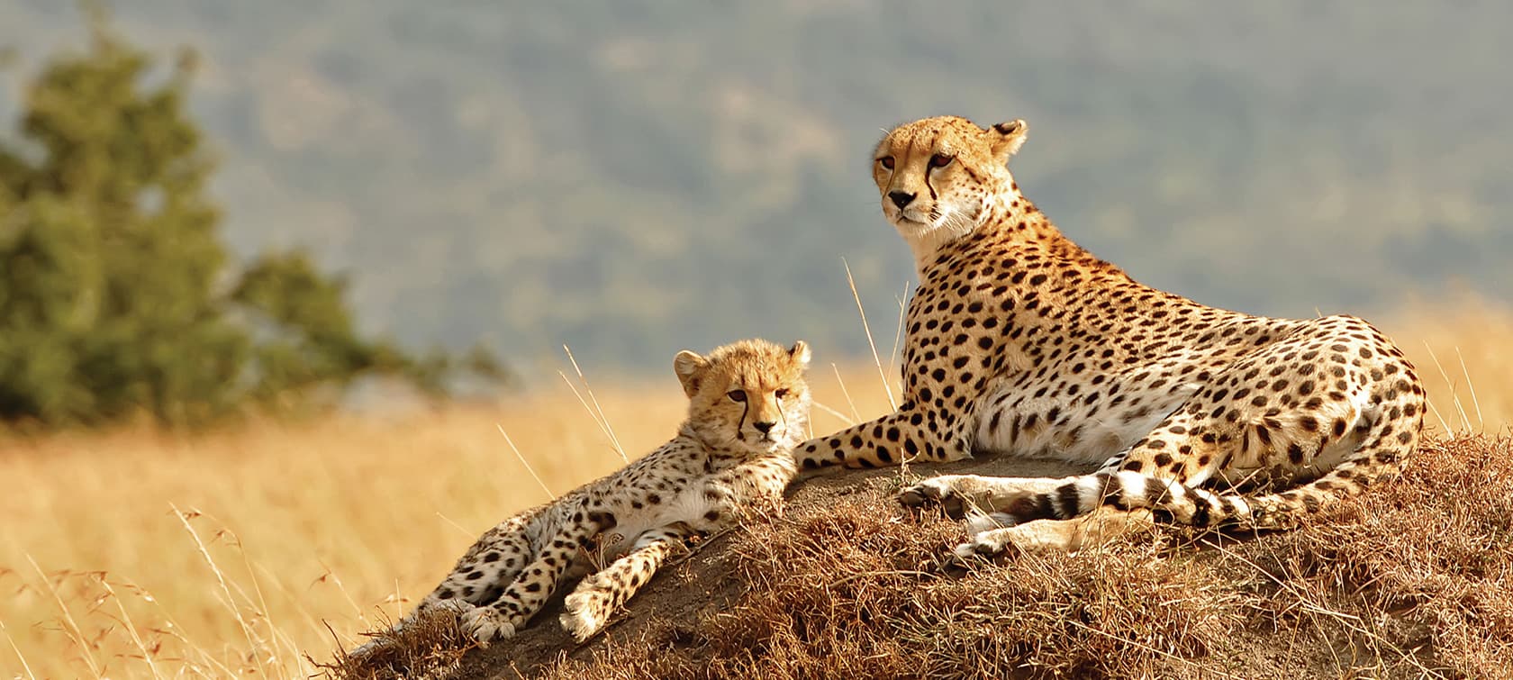 Cheetahs