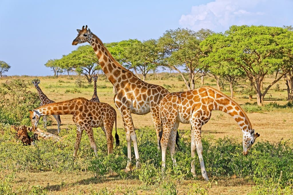 Giraffes