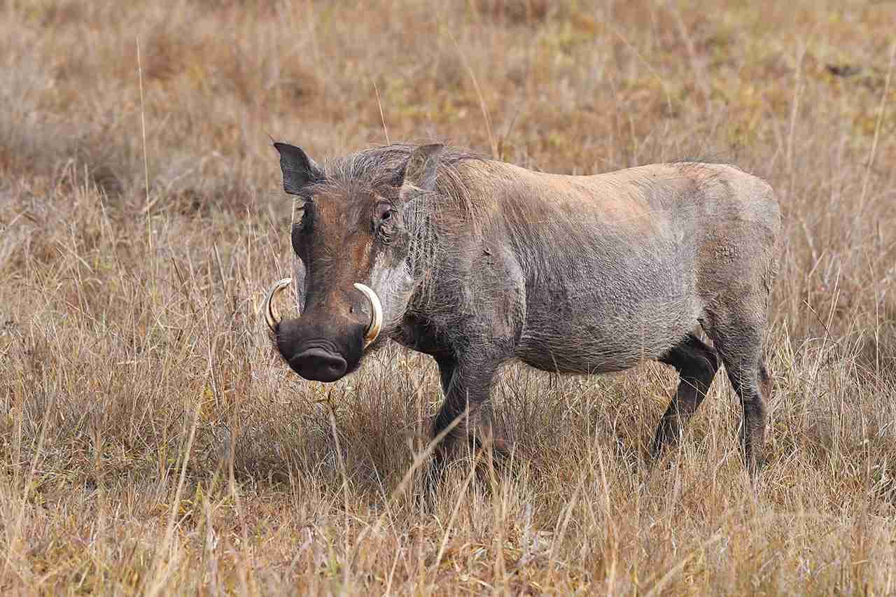 Warthogs