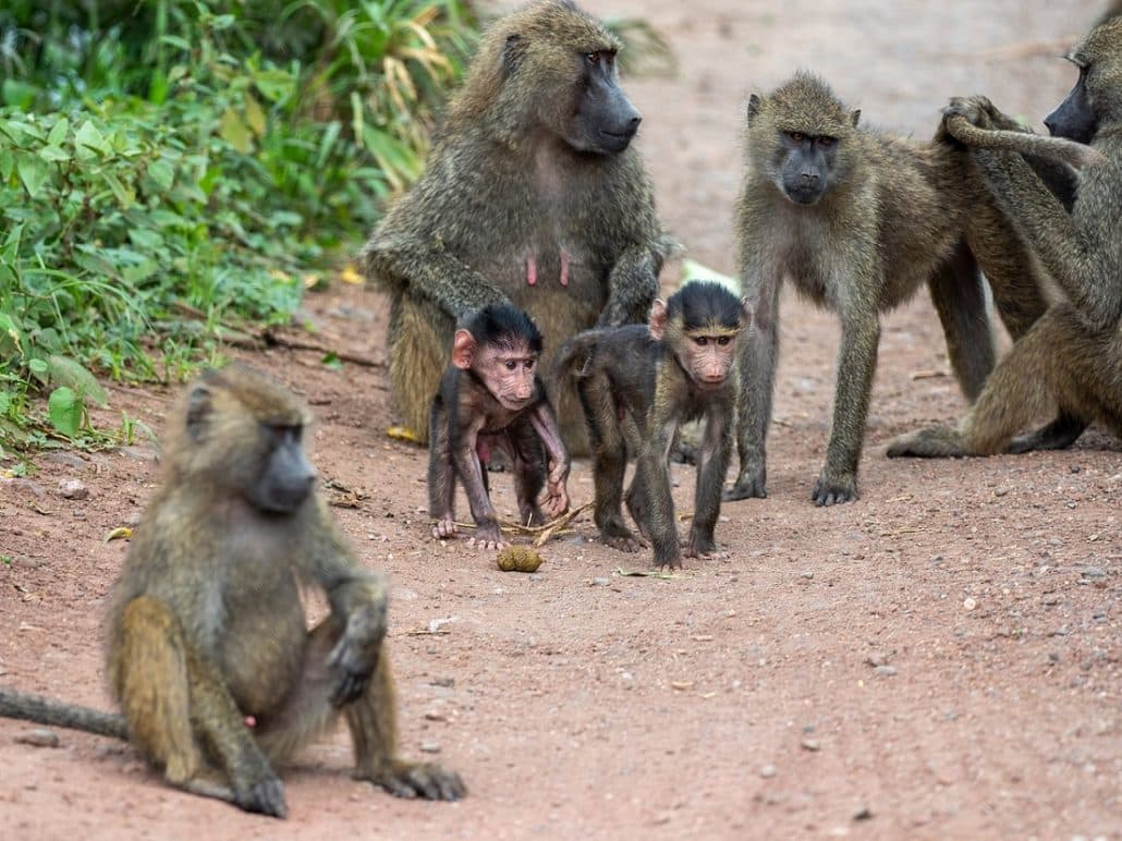 Baboons