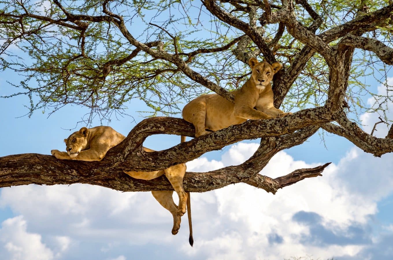 Tree climbing lions