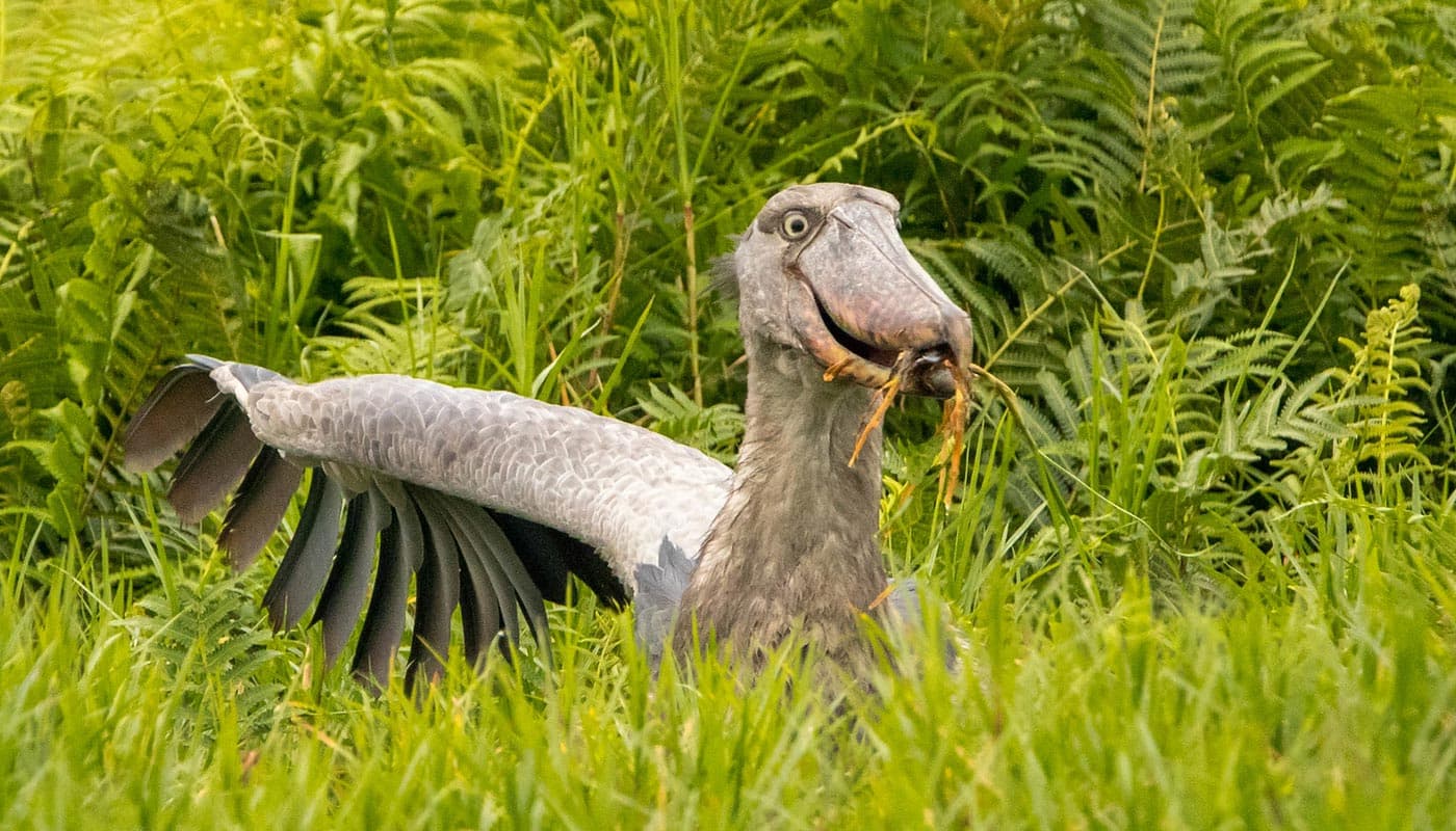 300+ bird species