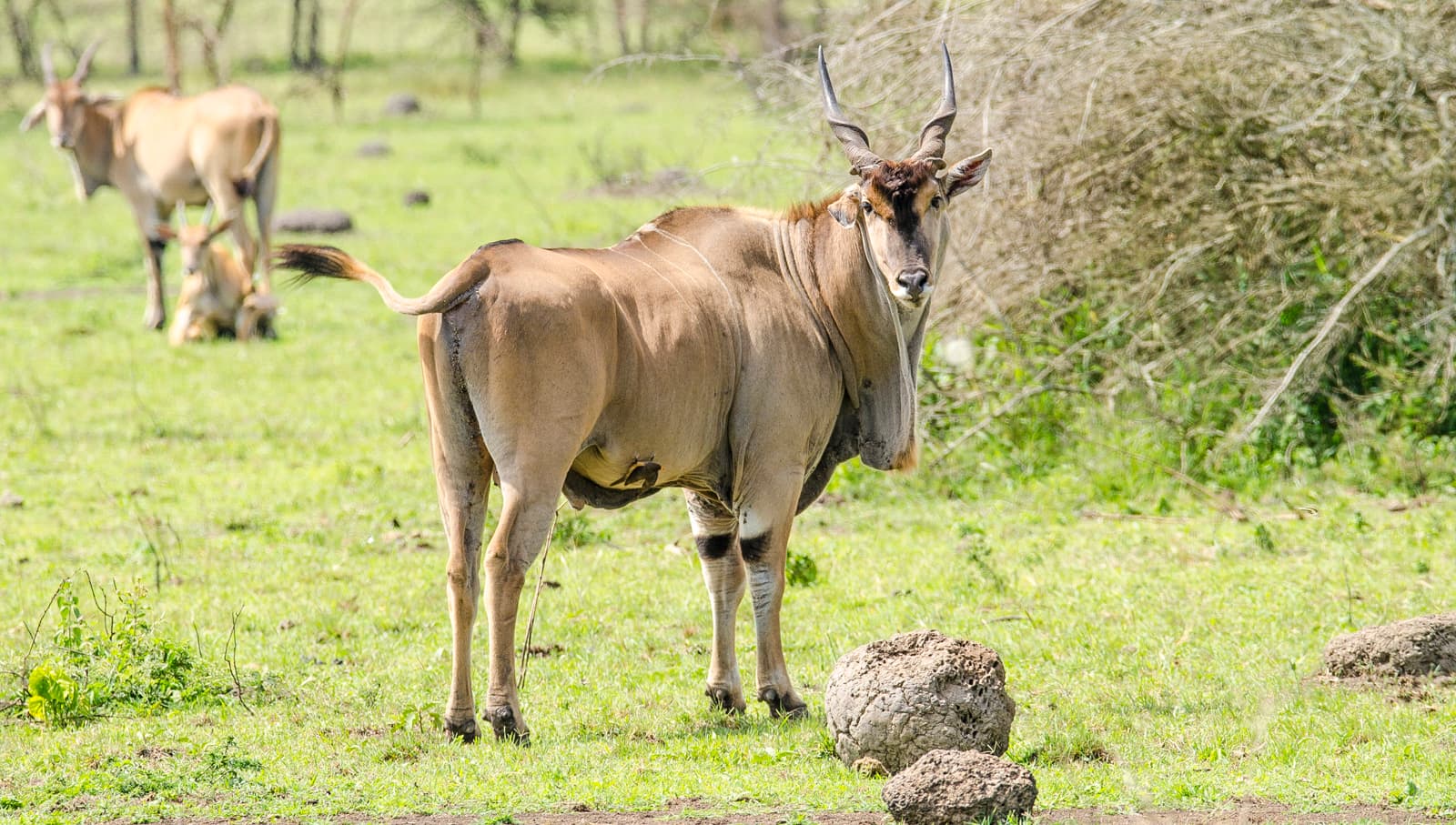 Elands