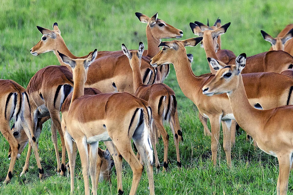 Impalas