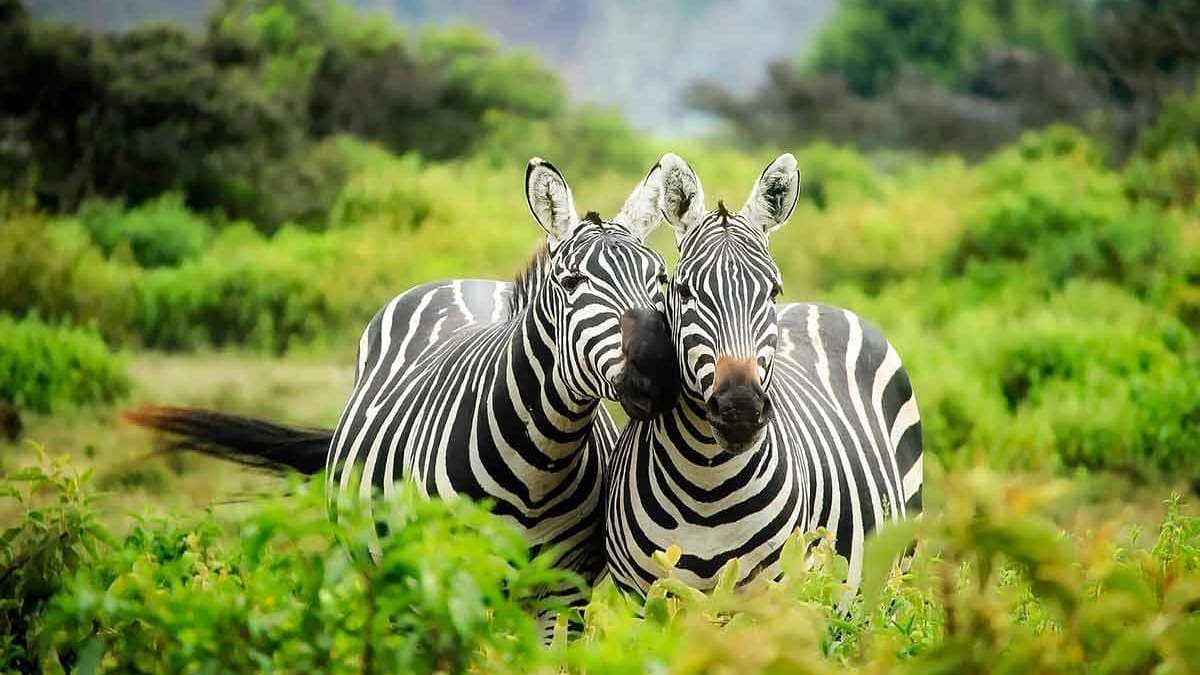 Zebra