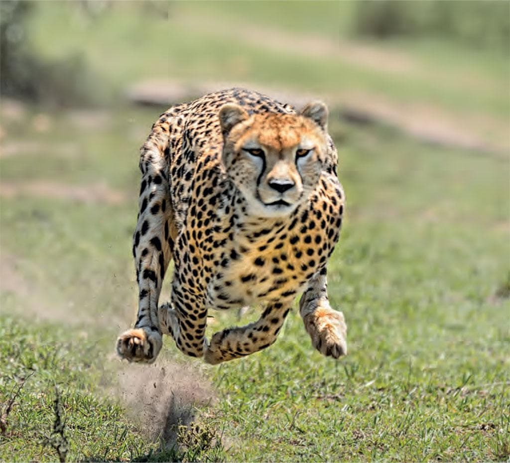 Cheetah