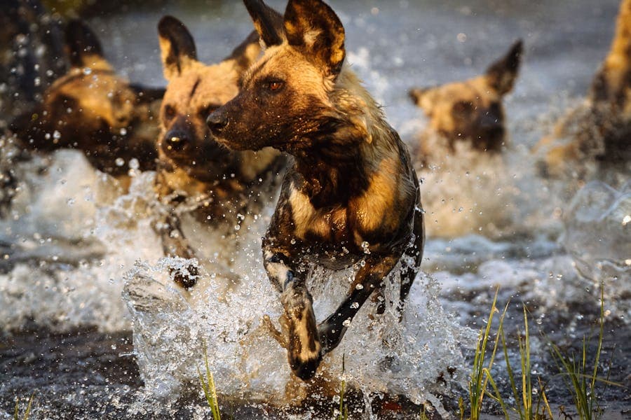 Wild Dogs