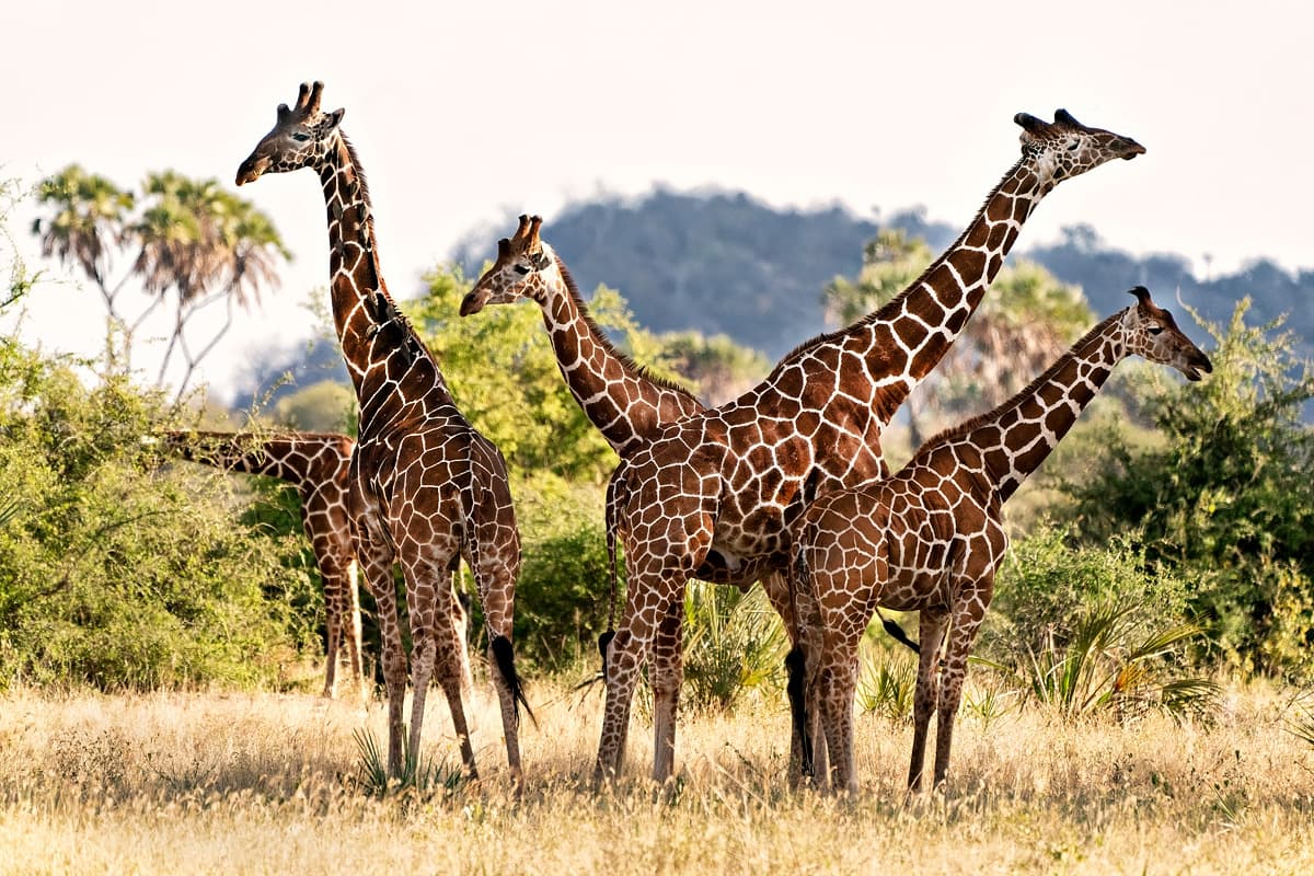 giraffes