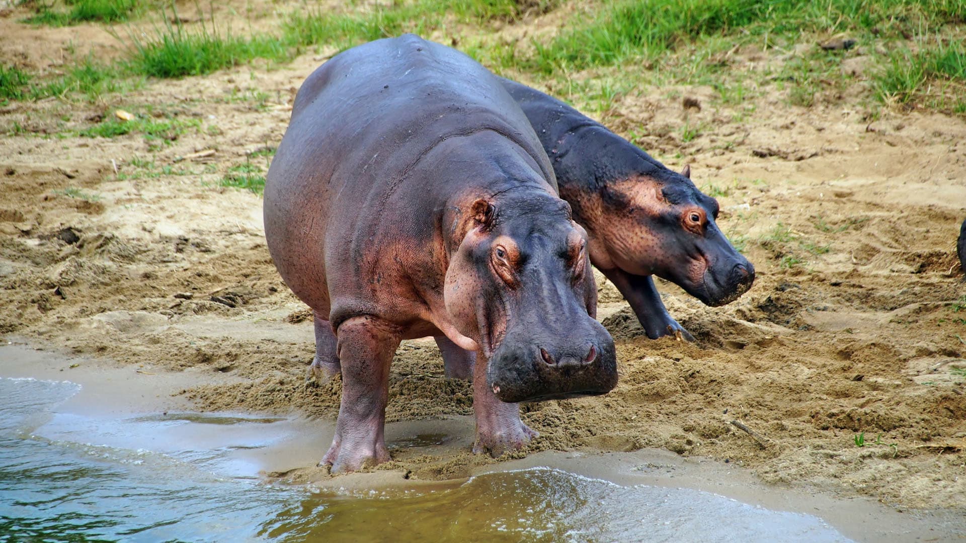 hippos