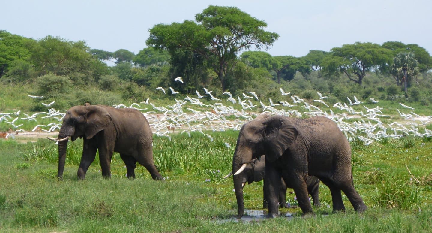 African elephants