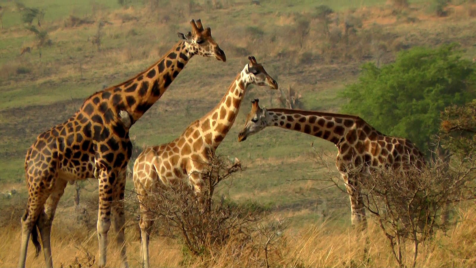 Giraffes