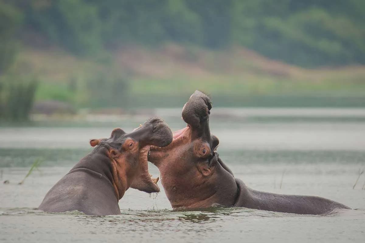 kazinga-channel-hippos