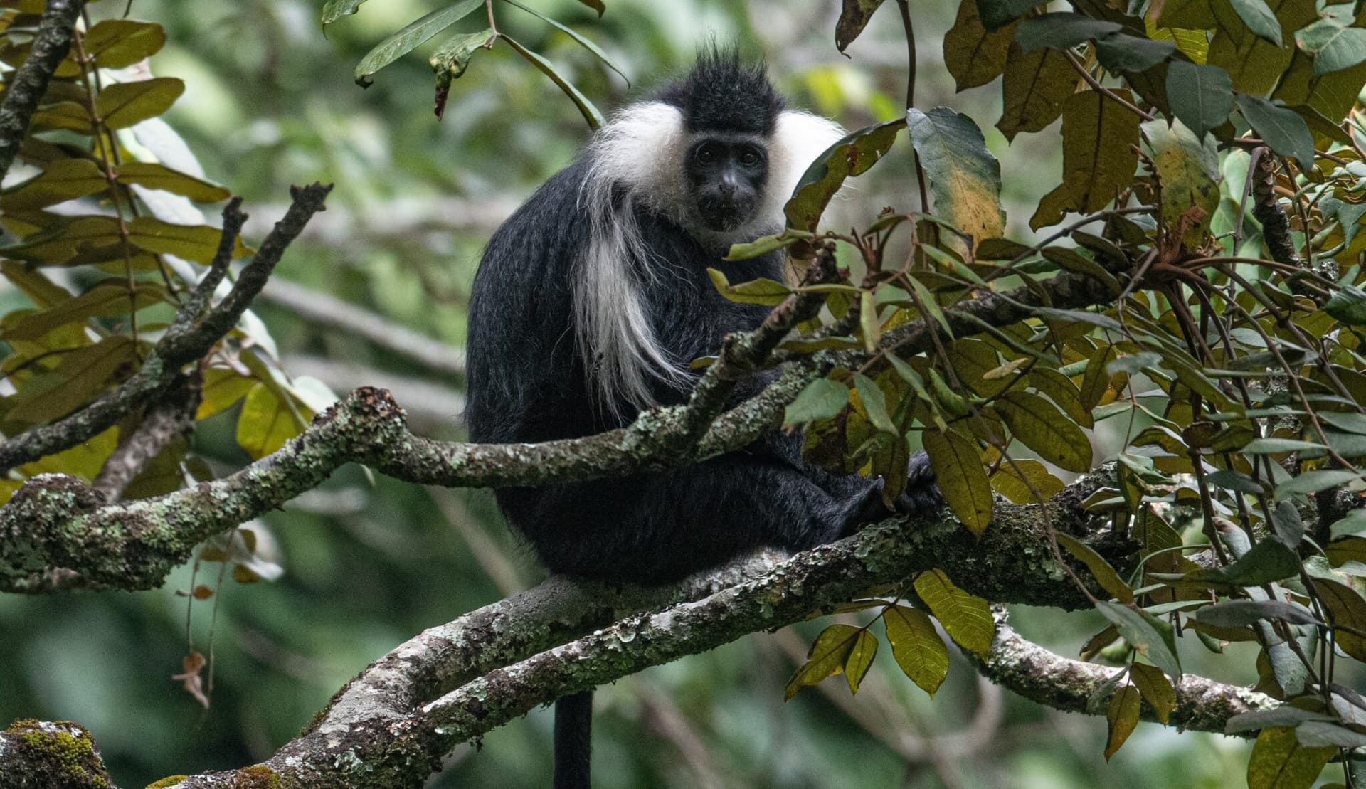 Colobus Monkeys