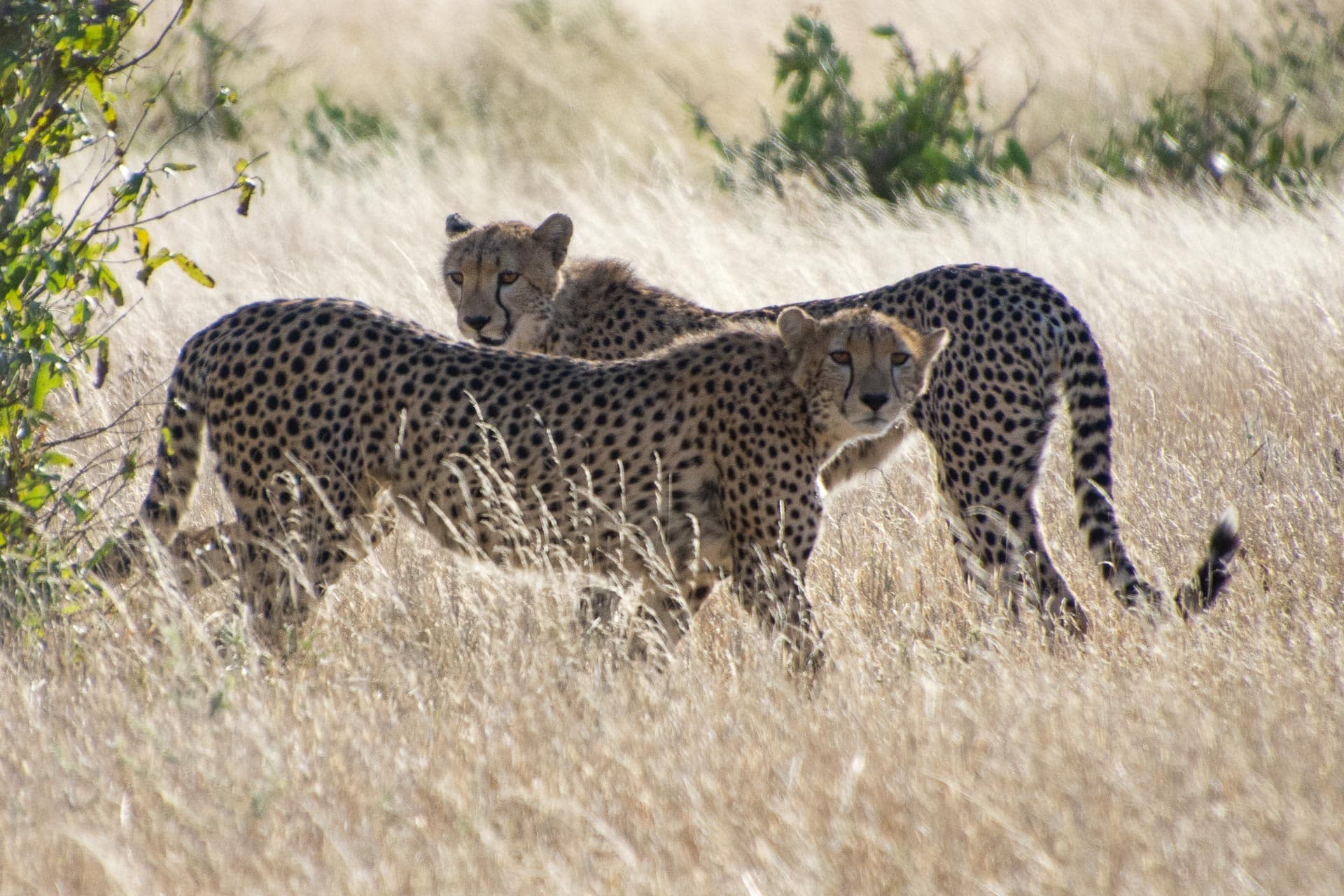 Cheetahs