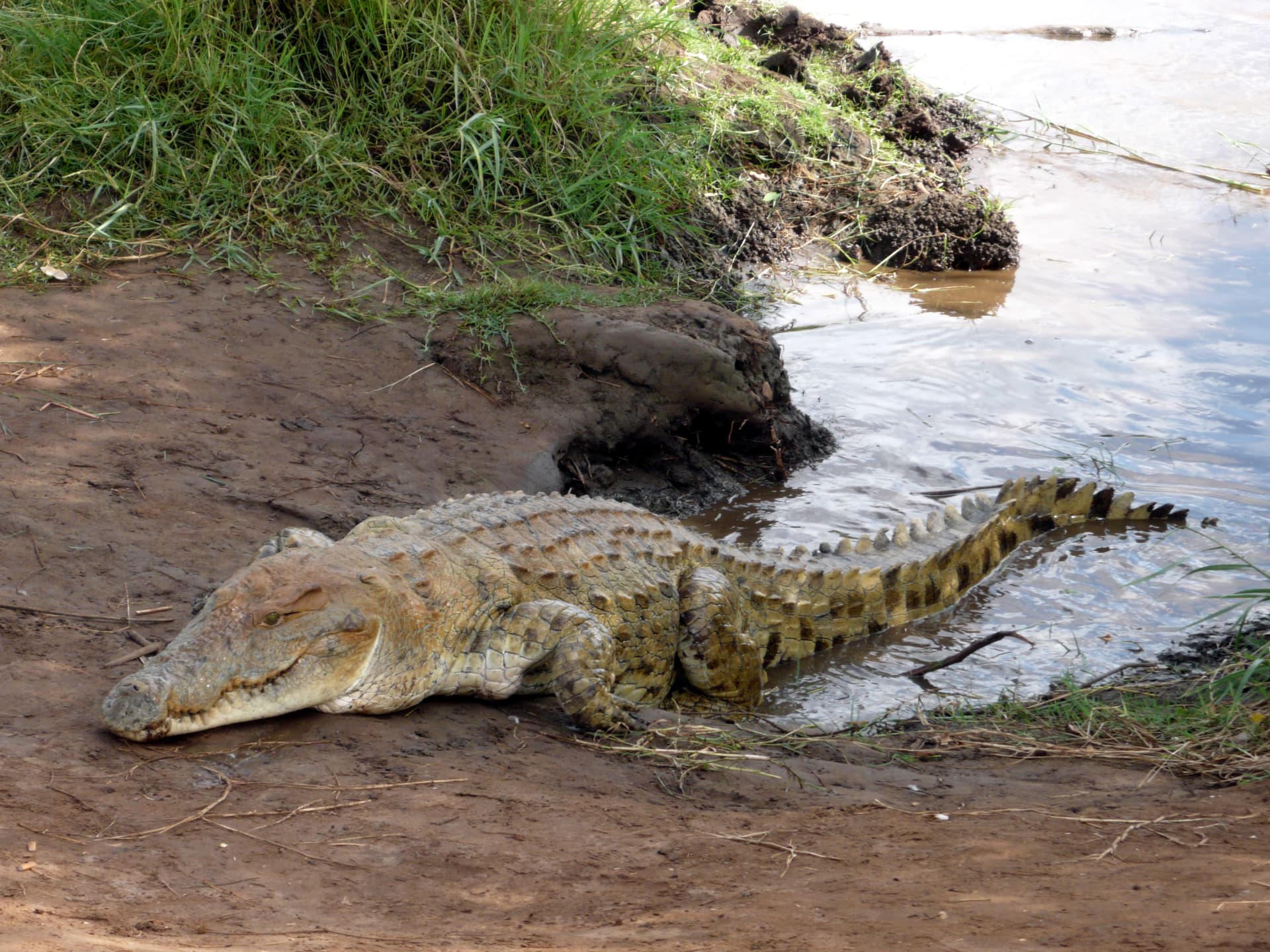 Crocodiles