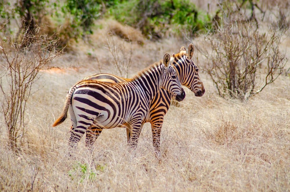 Zebras