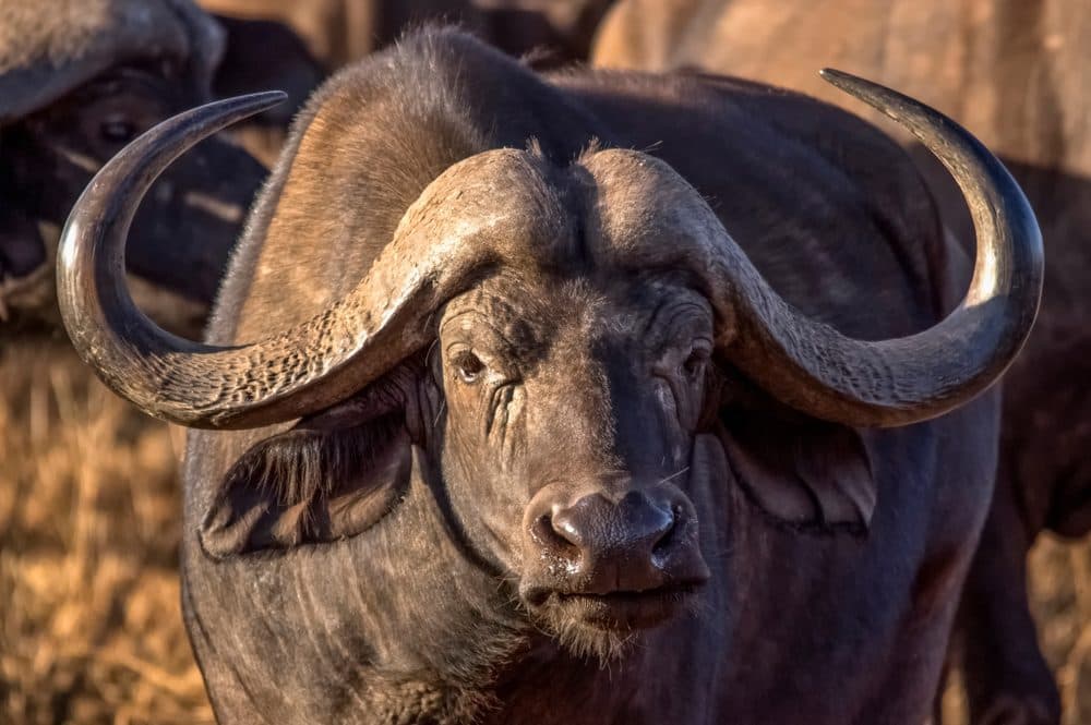 Buffalos