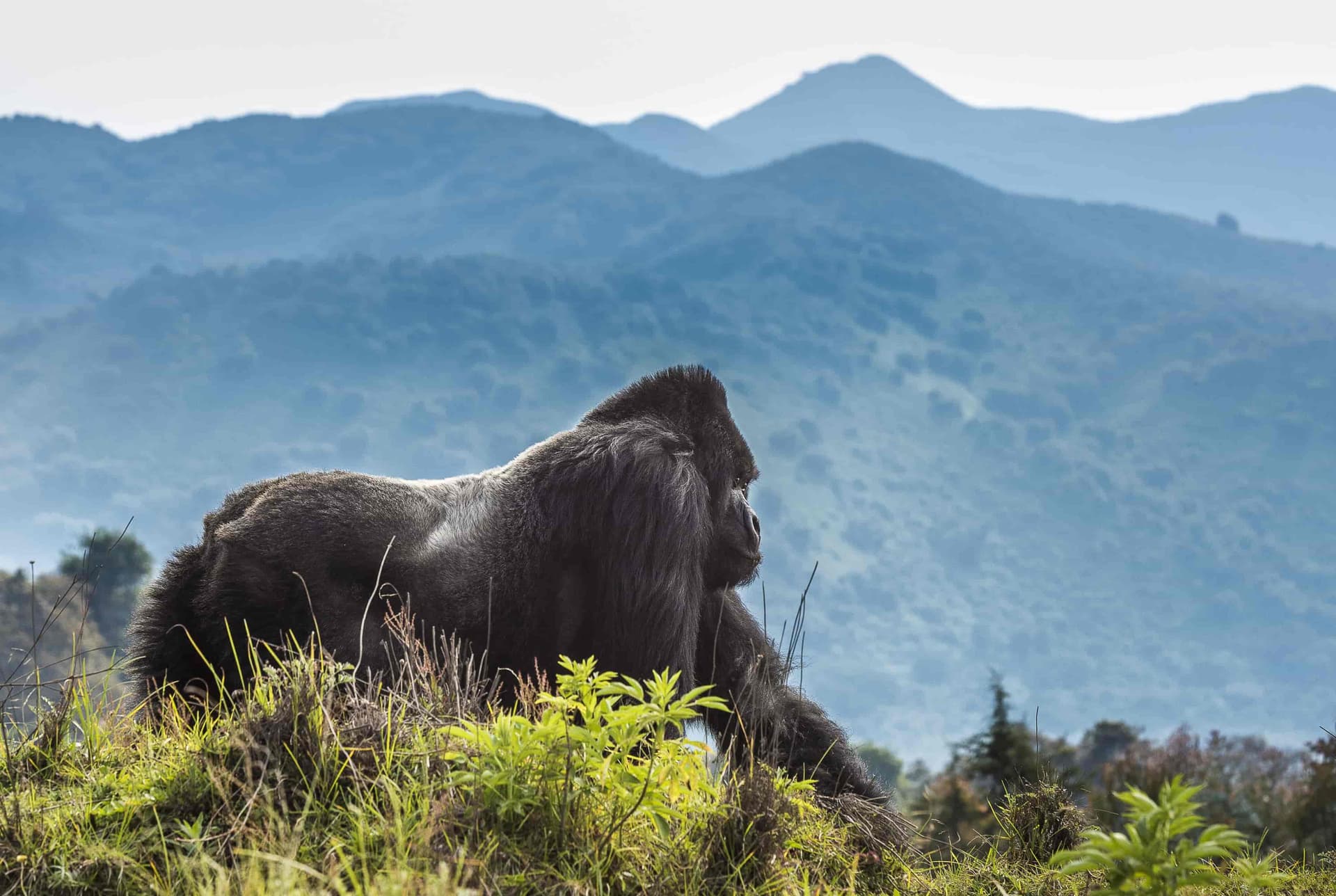 Silverbacks