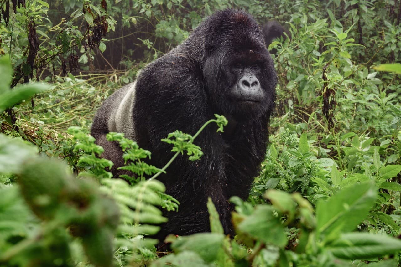 Early Bird Gorilla Trek