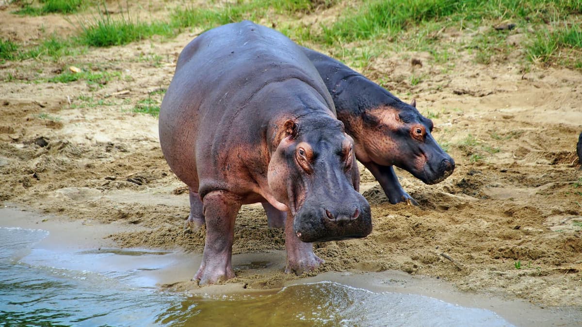 Hippos