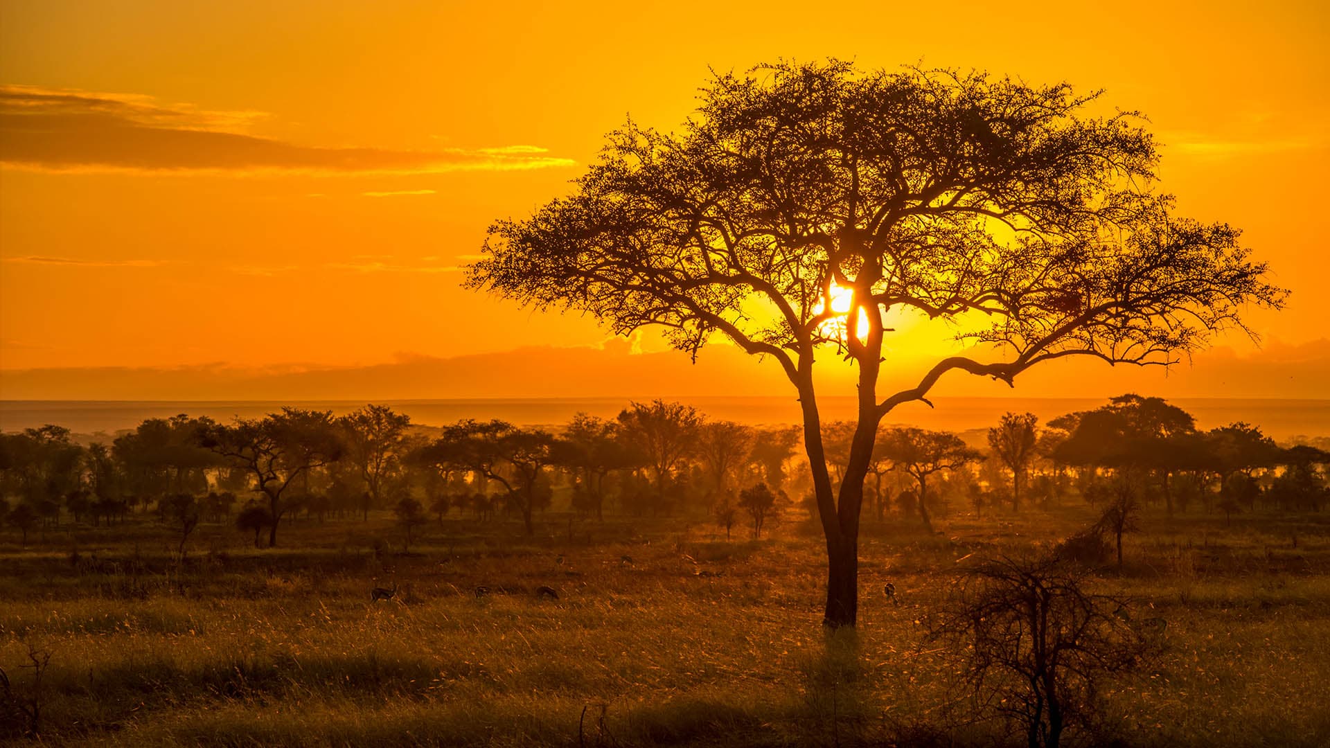 Serengeti National Park - Tanzania